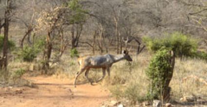 Sariska Travel Guide
