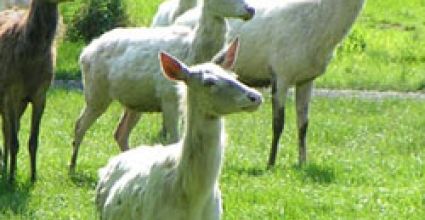 Nizamabad Travel Guide