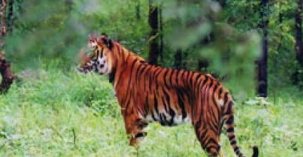 Chikmagalur Travel Guide