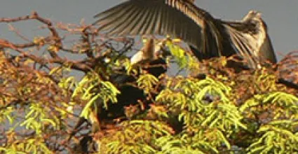 Kumarakom Travel Guide