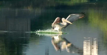 Porbandar Travel Guide