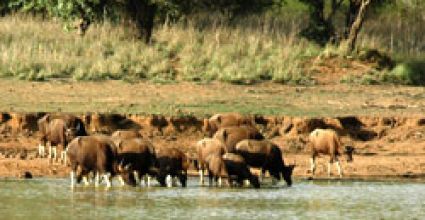 Chandrapur Travel Guide