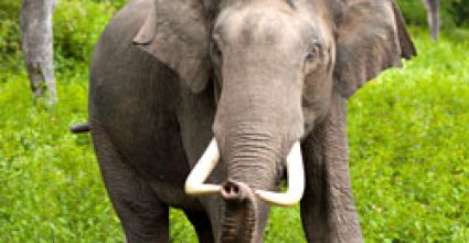 Dimapur Travel Guide