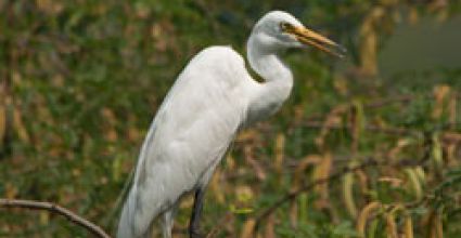 Jhajjar Travel Guide