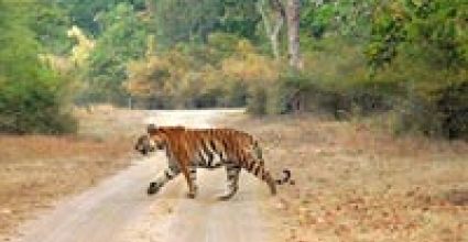 Umaria Travel Guide