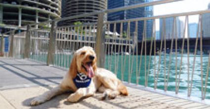 Chicago Travel Guide