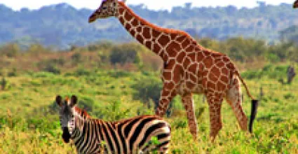 Nairobi Travel Guide