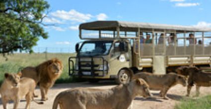 Johannesburg Travel Guide