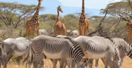 Garissa Travel Guide