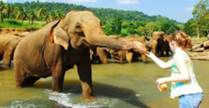 Pinnawala Travel Guide