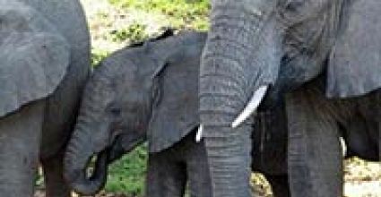 Jamshedpur Travel Guide