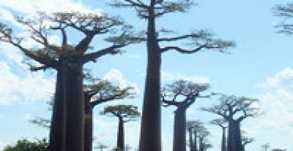 Morondava Travel Guide