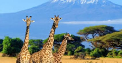 Kilimanjaro Travel Guide