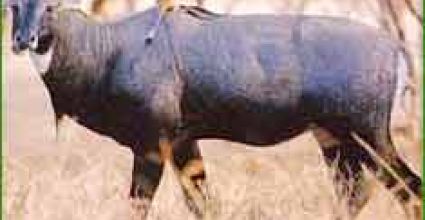 Hazaribag Travel Guide