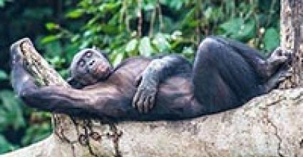 Kinshasa Travel Guide