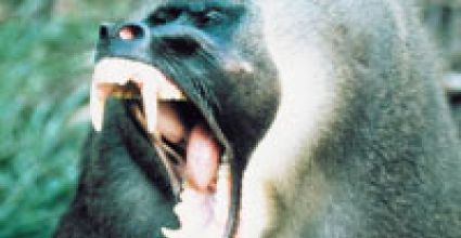 Lagos State Travel Guide