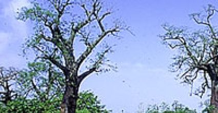 Abidjan Travel Guide