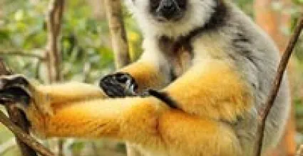 Northeast Madagascar Travel Guide