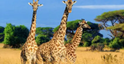 Nanyuki Travel Guide