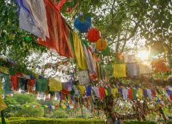 Bodhi Tree,Lumbini in Lumbini