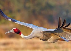 Lumbini Crane Sanctuary in Lumbini