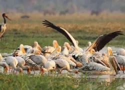 Rubondo Island National Park in Mlele