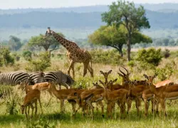 Mikumi National Park