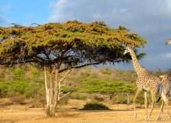 Selous National Park in Dar-es-Salaam