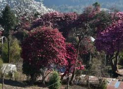 Rhododendron Forests