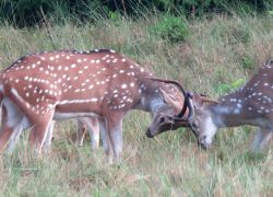 Banke National Park in Nepalgunj