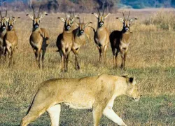 Kafue National Park in Lusaka
