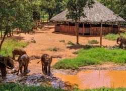 Lilayi Elephant Nursery in Lusaka