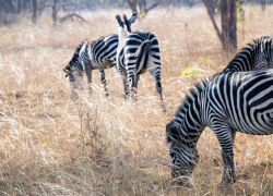 Lusaka National Park in Lusaka