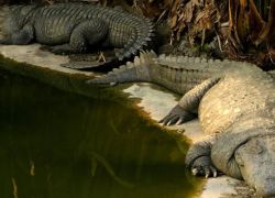 Amo Chhu Crocodile Breeding Centre in Phuentsholing
