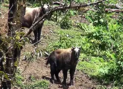 Sakteng Wildlife Sanctuary in Trashigang