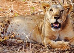 Bisanadi National Reserve in Garissa