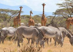 Samburu National Reserve in Garissa