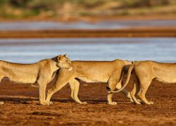 Shaba National Reserve in Garissa