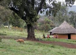 Chepkitale nature Reserve in Kitale
