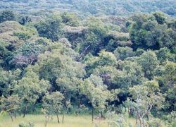 Kakamega Forest in Kitale