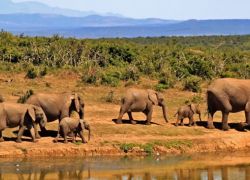 The Marsabit Forest in Marsabit