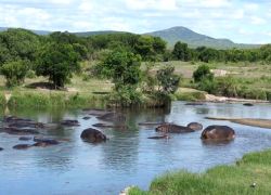 Hippo Pools in Masai Mara