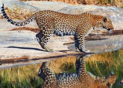 Leopard Gorge in Masai Mara