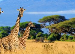 Mount Kenya National Park in Nanyuki