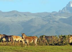 Mount Kenya National Park in Nyeri