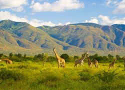Mkomazi National Park