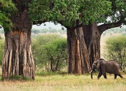 Tarangire National Park