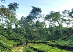Baikka Beel Wetland Sanctuary in Srimangal