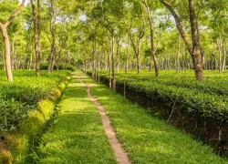 Tea Garden of Srimangal in Srimangal