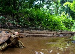 Lawachara National Park in Sylhet